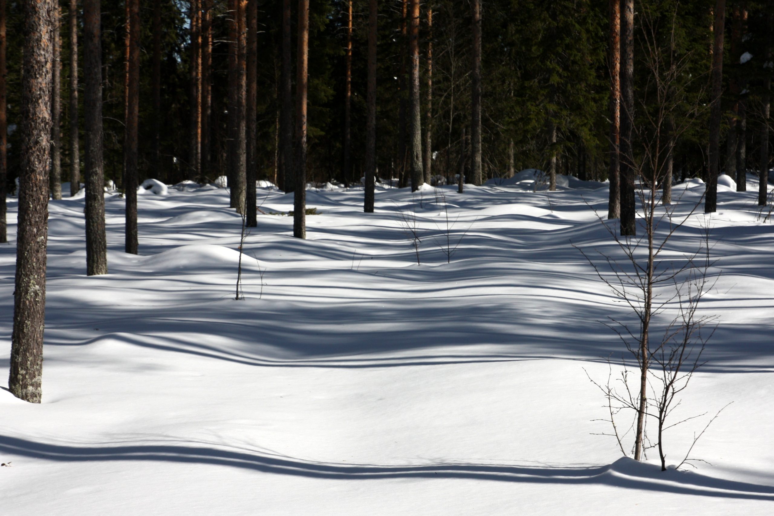 Kuva Roine Piirainen